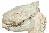 Fossil Oreodont (Merycoidodon) Skull w/ Vertebrae - South Dakota #355958-3